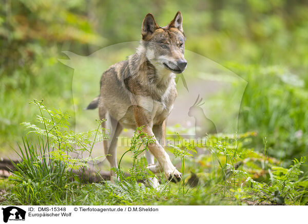 Europischer Wolf / european wolf / DMS-15348