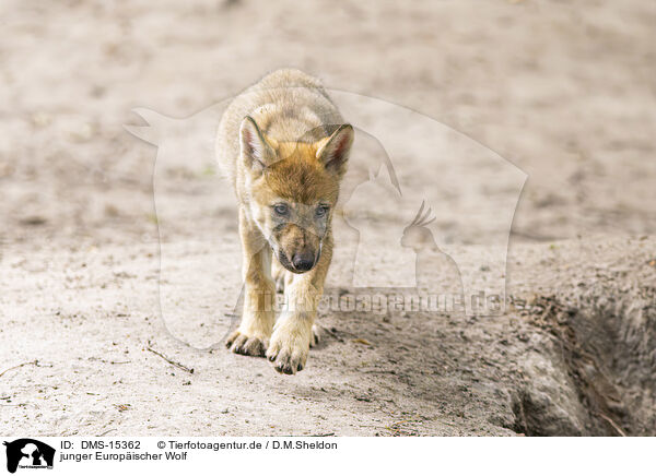 junger Europischer Wolf / young european wolf / DMS-15362