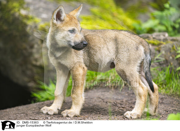 junger Europischer Wolf / young european wolf / DMS-15363