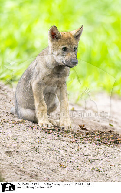 junger Europischer Wolf / young european wolf / DMS-15373