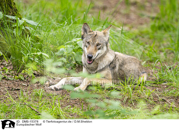 Europischer Wolf / DMS-15378