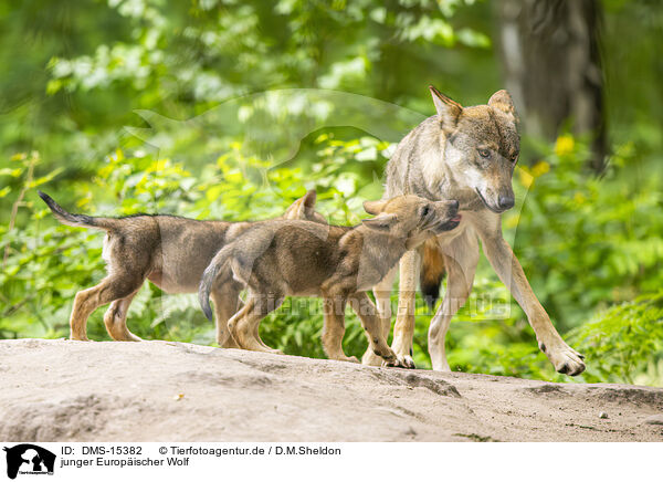 junger Europischer Wolf / young european wolf / DMS-15382