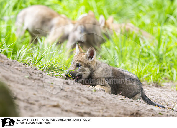 junger Europischer Wolf / DMS-15388