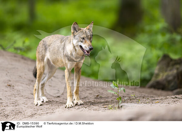 Europischer Wolf / european wolf / DMS-15390