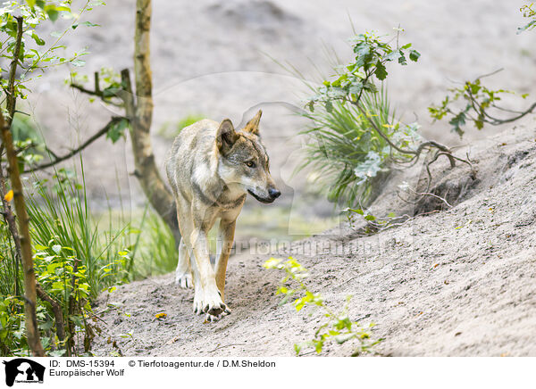 Europischer Wolf / european wolf / DMS-15394