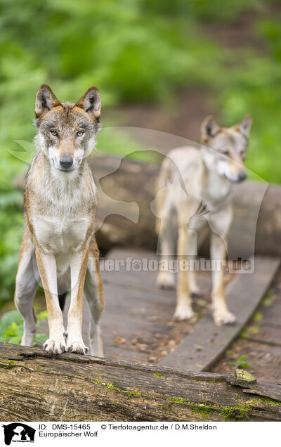 Europischer Wolf / european wolf / DMS-15465