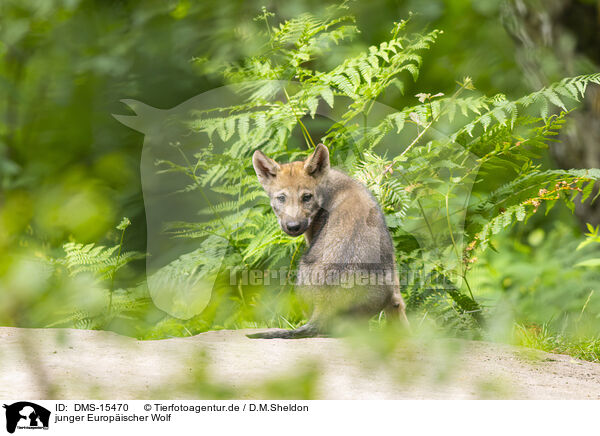 junger Europischer Wolf / young european wolf / DMS-15470