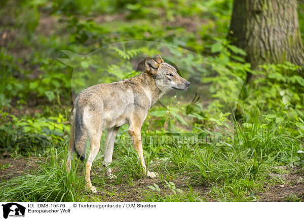Europischer Wolf / DMS-15476