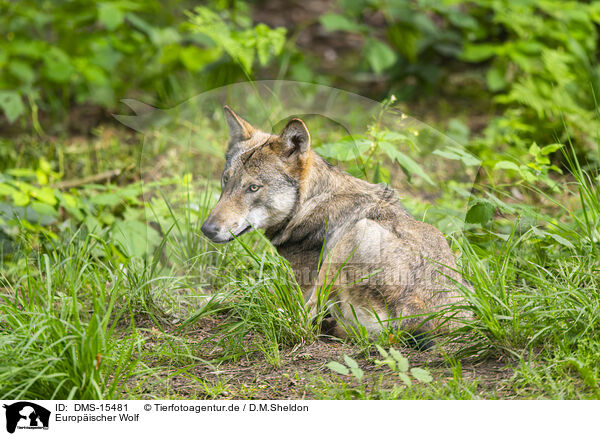 Europischer Wolf / DMS-15481