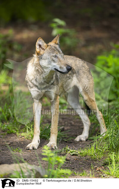 Europischer Wolf / DMS-15492