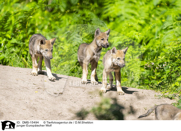 junger Europischer Wolf / young european wolf / DMS-15494
