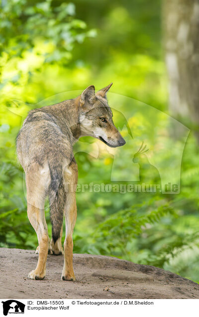Europischer Wolf / DMS-15505