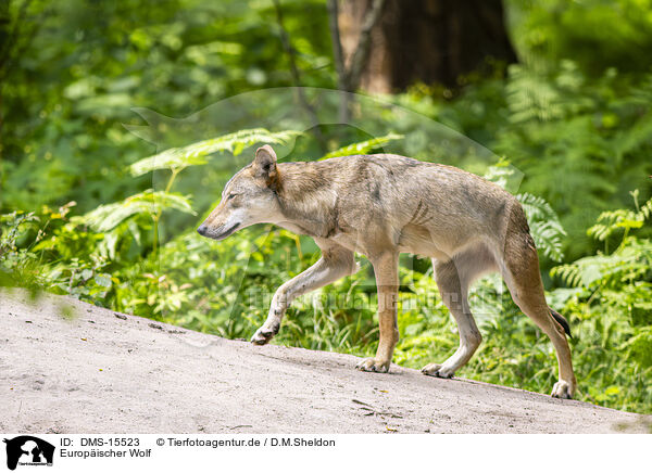 Europischer Wolf / european wolf / DMS-15523