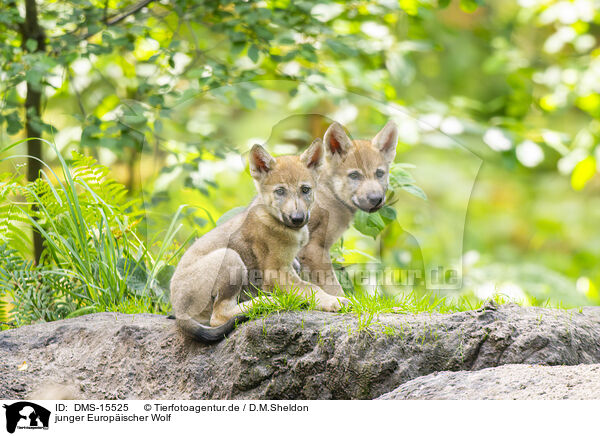 junger Europischer Wolf / young european wolf / DMS-15525