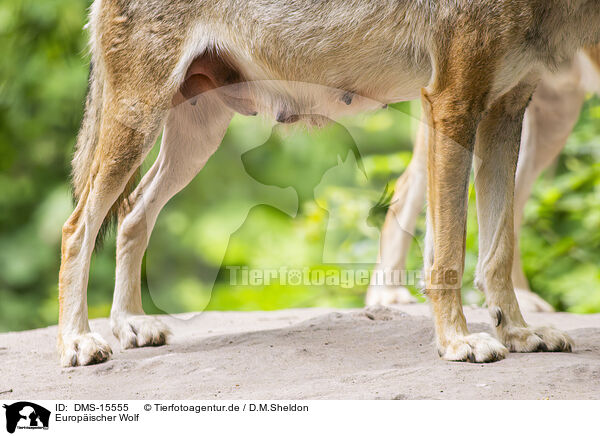 Europischer Wolf / european wolf / DMS-15555