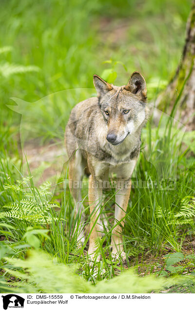 Europischer Wolf / european wolf / DMS-15559