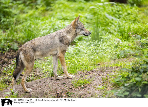 Europischer Wolf / european wolf / DMS-15562