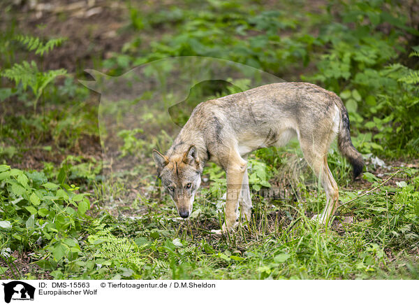 Europischer Wolf / european wolf / DMS-15563