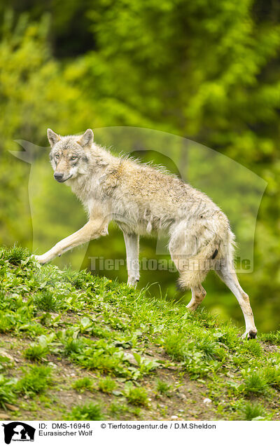 Eurasischer Wolf / Eurasian Greywolf / DMS-16946