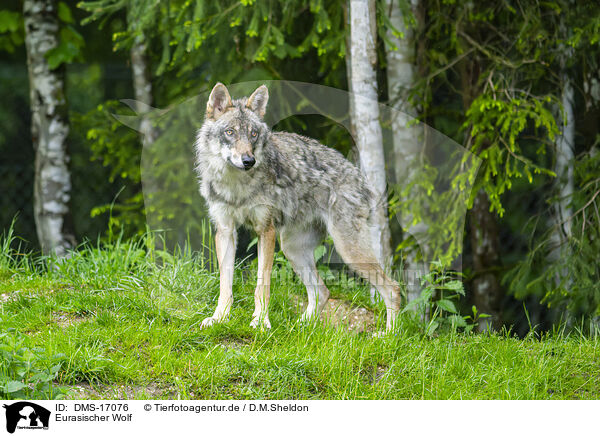 Eurasischer Wolf / Eurasian Greywolf / DMS-17076