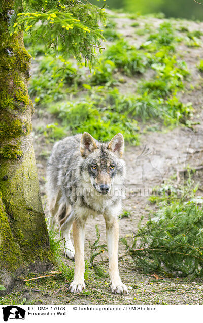 Eurasischer Wolf / Eurasian Greywolf / DMS-17078