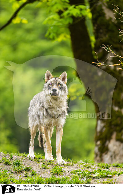 Eurasischer Wolf / Eurasian Greywolf / DMS-17082