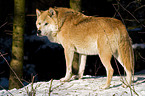 stehender Europischer Wolf