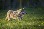 laufender Europischer Wolf