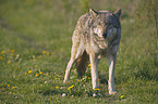 stehender Europischer Wolf