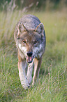 laufender Europischer Wolf