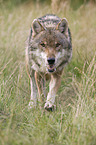 laufender Europischer Wolf