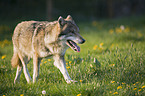 laufender Europischer Wolf