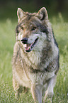 stehender Europischer Wolf