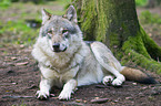 liegender Europischer Wolf