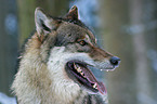 Europischer Wolf Portrait