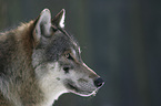 Europischer Wolf Portrait