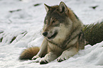 liegender Europischer Wolf