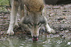 trinkender Europischer Wolf