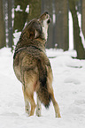 heulender Europischer Wolf