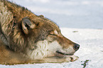 schlafender Europischer Wolf