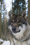 Europischer Wolf Portrait
