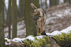 laufender Europischer Grauwolf