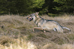 rennender Europischer Grauwolf