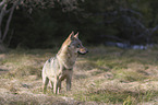 stehender Europischer Grauwolf