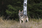 Europischer Grauwolf