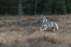 rennender Europäischer Grauwolf