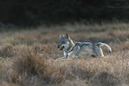 rennender Europäischer Grauwolf