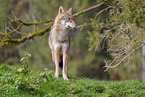 Europischer Grauwolf