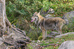Europischer Grauwolf