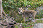 Europischer Grauwolf